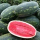 Семена Арбуз Юмми F1 10сем Lark Seeds - изображение 2