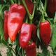 Семена сладкого перца Stocky Red Roaster (Копчёный красный перец) 2023 г. - изображение 2