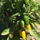 Семена острого перца Jalapeno Lemon Spice (Халапеньо острый Лимон) 30000, 2025 г. - изображение 3