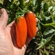 Семена острого перца Jalapeno Orange Spice (Халапеньо острый Апельсин) 80000, 2023 г. - изображение 2