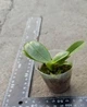 Орхидея (нецветущий подросток) TopDreams Phal. 5016 Yaphon Green Batman бабочка (Brother Sara Gold × Chiada Spark ) в размере 1.7 - изображение 2