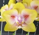 Орхидея (нецветущий подросток) TopDreams Phal. 5016 Yaphon Green Batman бабочка (Brother Sara Gold × Chiada Spark ) в размере 1.7 - изображение 3