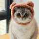 Шапка с ушками для кошек и собак Brown Pet Weight 2-4.5 kg - изображение 9