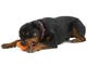 Іграшка для собак West Paw Zogoflex Tux Treat для ласощів 13 см Салатовий (ZG041GRN) - зображення 6