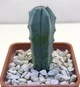 Кактус Murtillocactus geometrisans - изображение 2