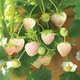 Семена комнатной ремонтантной кремово-белой клубники сорта Datian Sweet Ананасная, 100 шт - изображение 5