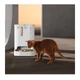 Смарт годівниця PETKIT Yumshare Dual-Hopper with Camera (P591) - изображение 9