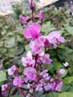 Долихос Рубиновые Искры семена (5 шт) (Dolichos lablab purpureus) гиацинтовые бобы декоративные лобия For Hobby, TM GL Seeds - изображение 7