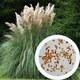 Пампасная трава семена 0,01 гра (прибл. 40 шт) (Cortaderia selloana) кортадерия двудомная селло - изображение 1
