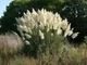 Пампасная трава семена 0,01 гра (прибл. 40 шт) (Cortaderia selloana) кортадерия двудомная селло - изображение 5