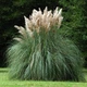 Пампасная трава семена 0,01 гра (прибл. 40 шт) (Cortaderia selloana) кортадерия двудомная селло - изображение 6