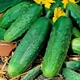 Семена огурец Родничок F1 (0,5 г) среднеранний пчелоопыляемый, For Hobby, TM GL Seeds - изображение 1
