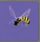 Insect. Collect The Rainbow. АртБукс - зображення 6