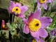 Сон-трава Фиолетовый сад семена (0,1 гр) прострел многолетний (Pulsatilla vulgaris) For Hobby, TM GL Seeds - изображение 7