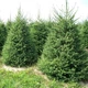 Насіння ялини європейської (Picea abies) 10 насінин OGOROD - зображення 1