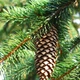 Насіння ялини європейської (Picea abies) 10 насінин OGOROD - зображення 2
