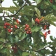 Насіння горобини скандинавської (Sorbus intermedia) 10 насінин OGOROD - зображення 2