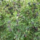 Семена ирги круглолистной Обильная (Amelanchier ovalis) 10 семян OGOROD - изображение 1