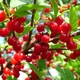 Семена вишни войлочной (Prunus tomentosa) 5 семян OGOROD - изображение 1