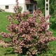 Семена вишни войлочной (Prunus tomentosa) 5 семян OGOROD - изображение 2