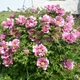Семена пиона древовидного (Paeonia suffruticosa) смесь 5 семян OGOROD - изображение 3