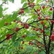 Семена вишни войлочной (Prunus tomentosa) 5 семян OGOROD - изображение 6