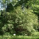 Семена жимолости обыкновенной (Lonicera xylosteum) 30 семян OGOROD - изображение 3