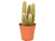 Кактус Cactus canarias mix - изображение 1