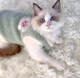 Светр для котів та собак "BERDI" Size S - зображення 5