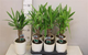 Растение в горшке Юкка Yucca - изображение 2