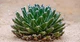 Рослина Agave Victoriae-reginae (кімнатнатна) - зображення 3
