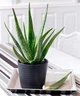 Рослина Aloe Arborescens (кімнатна) - зображення 2