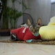 Кофта для кота или кошки Style Pets sp-red0819/l S - изображение 4
