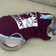 Кофта для кота или кошки Style Pets ILMSPH-ripe cherry (00047сh) XL+ - изображение 3