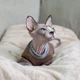 Кофта для кота или кошки Style Pets «Tik Tok» (019br) L- - изображение 1