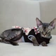 Теплая кофта с рукавом для кота или кошки Style Pets "BARB" L- - изображение 3