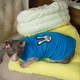 Трикотажная майка для кота Style Pets victory hand M- - изображение 3