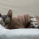 Кофта для кота или кошки Style Pets HARVARD (0019hr)XL - изображение 1