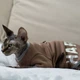 Кофта для кота или кошки Style Pets HARVARD (0019hr)XL - изображение 2
