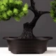 Штучна композиція Бонсай Соснове Дерево у горщику Pine Bonsai Зелений 36×22 см - зображення 5
