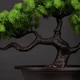 Штучна композиція Бонсай Соснове Дерево у горщику Pine Bonsai Зелений 36×22 см - зображення 3