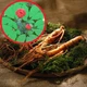 Насіння Женьшень звичайний (Panax ginseng), 5 шт - зображення 1