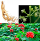 Насіння Женьшень звичайний (Panax ginseng), 5 шт - зображення 3