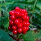 Насіння Женьшень звичайний (Panax ginseng), 5 шт - зображення 4