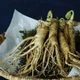 Насіння Женьшень звичайний (Panax ginseng), 5 шт - зображення 5