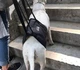 Поддерживающая шлея для спины и лап собак помощь в передвижение DogLemi L - изображение 2