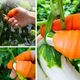 Секатор на палец с напальчником, силиконовый нож 2в1 для сбора овощей и фруктов - изображение 3