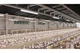 Светодиодный герметичный светильник FARM, LED, 50 Вт, 7500 лм, 4000К, AC220-240V, IP65, IK08, PMMA, 150 см - LD-FAR150-50W-40 - изображение 4