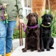 Нашийник для собак Dog Copenhagen Urban Explorer Collar дюна (S) - зображення 7
