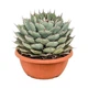 Растение Agave Potatorum Kichiokan комнатное - изображение 1